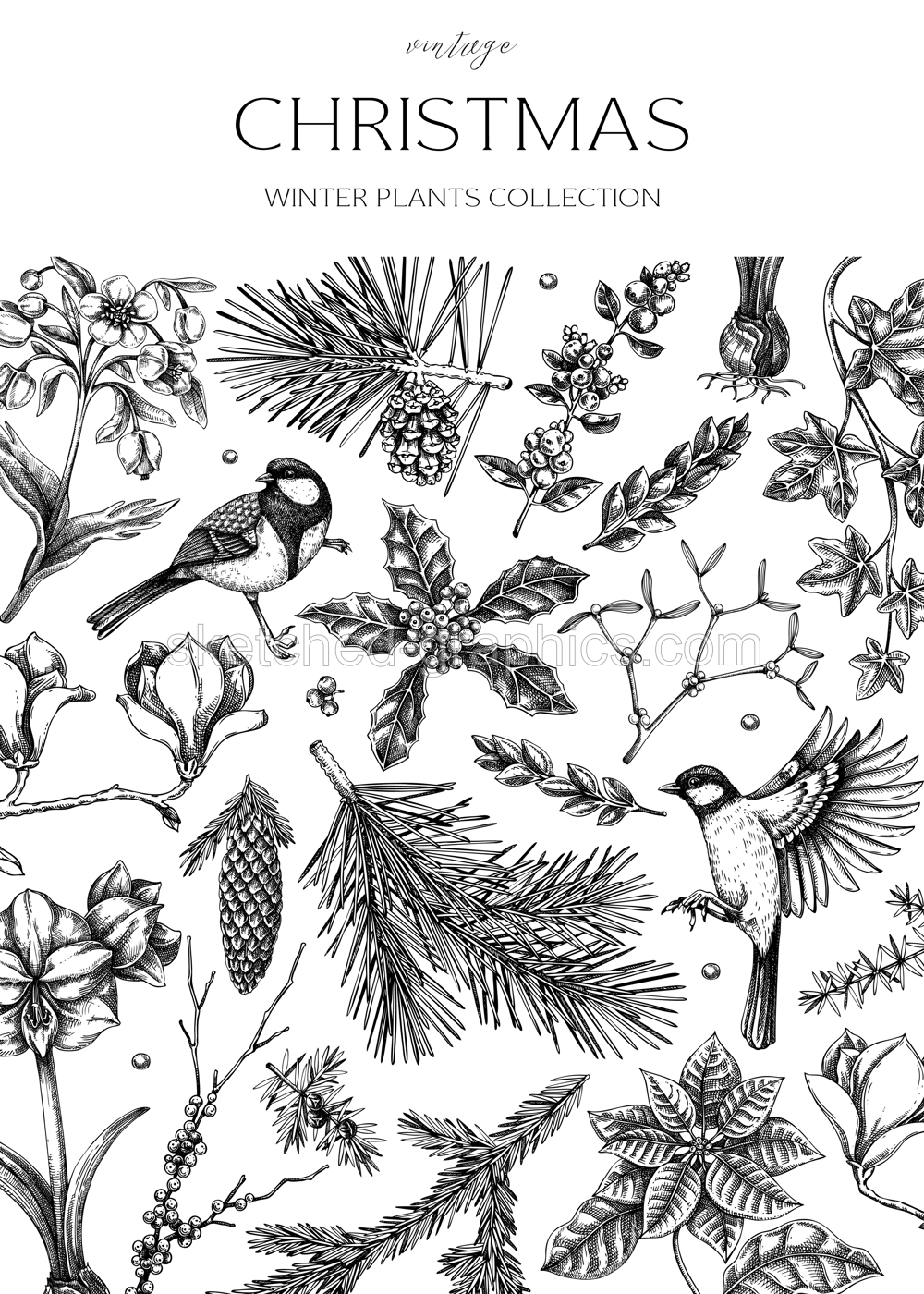 Vintage Christmas card design. Winter nature background. Conifer trees, winter flowers, birds sketches. Hand drawn vector illustration. NOT AI generated Illustration